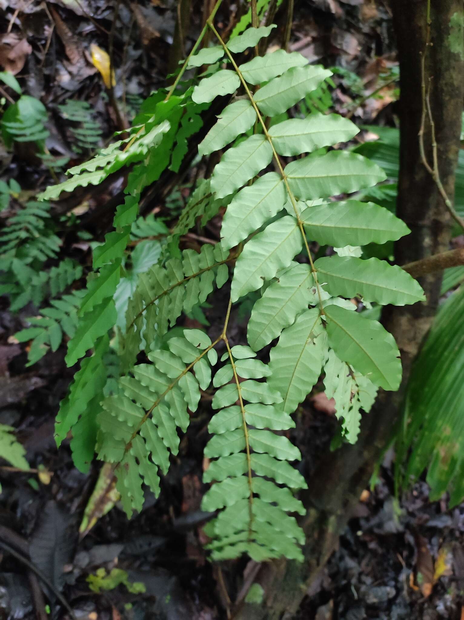 Image of Cojoba sophorocarpa (Benth. & Hook. fil.) Britton & Rose