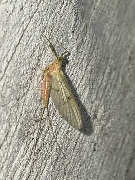 Image of Stenacron Mayfly