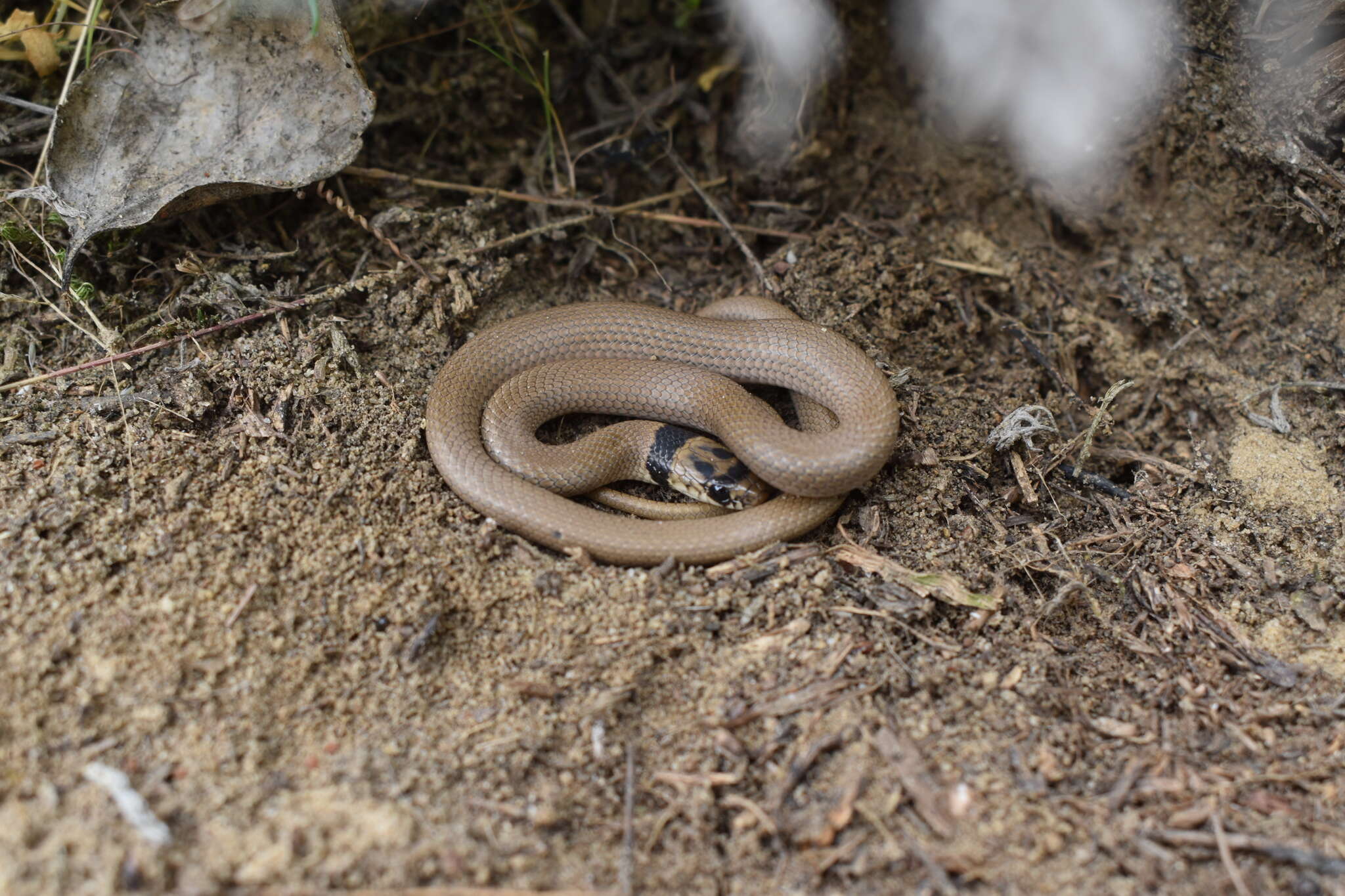 Image of Collared Dwarf Racer