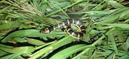 Image of Masked Water Snake