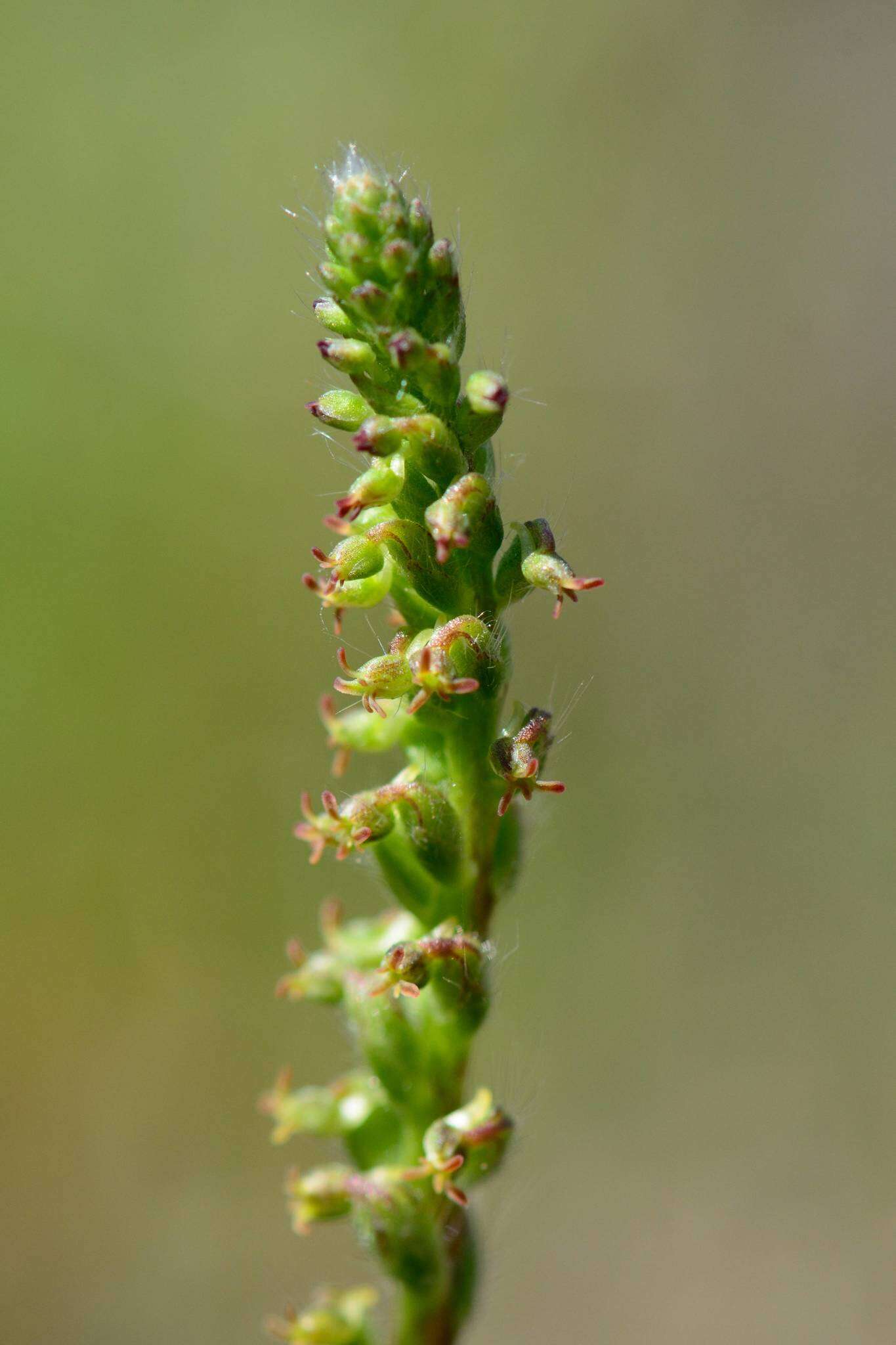 Слика од Holothrix villosa Lindl.