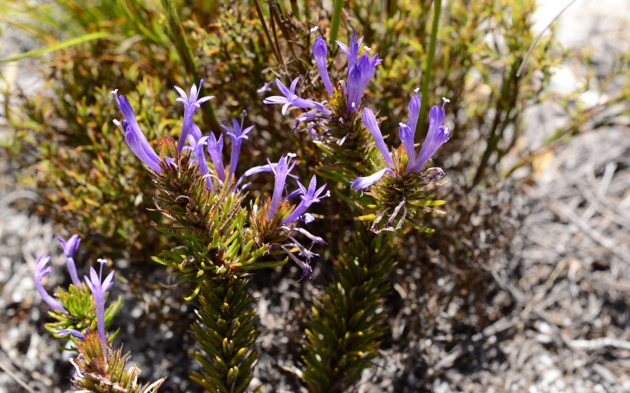 Image of Merciera azurea Schltr.