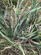 Image of Dietes flavida Oberm.