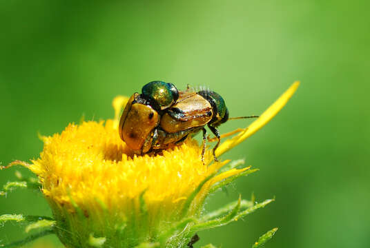 Image of <i>Cryptocephalus laetus</i>