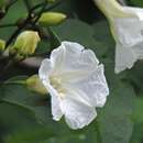 Image of Ipomoea saopaulista O'Donell