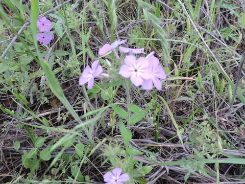 Image of annual phlox