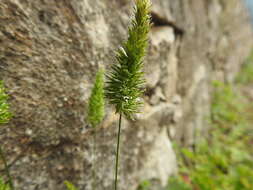 صورة Rostraria cristata (L.) Tzvelev