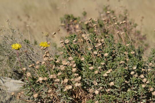 Imagem de Grindelia chiloensis (Cornel.) Cabrera