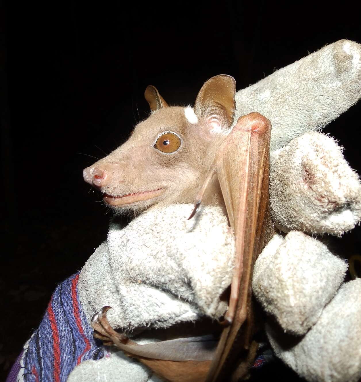 Image of Peters's Epauletted Fruit Bat