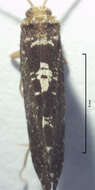 Image of Polyplectropus altera McFarlane ex McFarlane & Cowie 1981