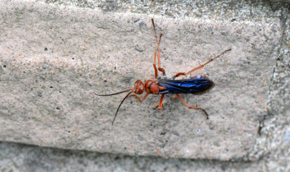 Image of Tachypompilus ferrugineus