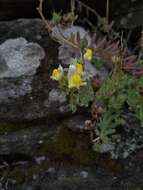 Imagem de Linaria polygalifolia subsp. aguillonensis (García Mart.) S. Castroviejo & E. Lago