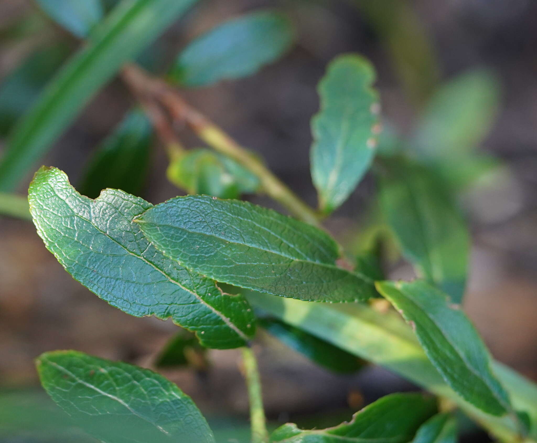 Image de Gaultheria appressa A. W. Hill