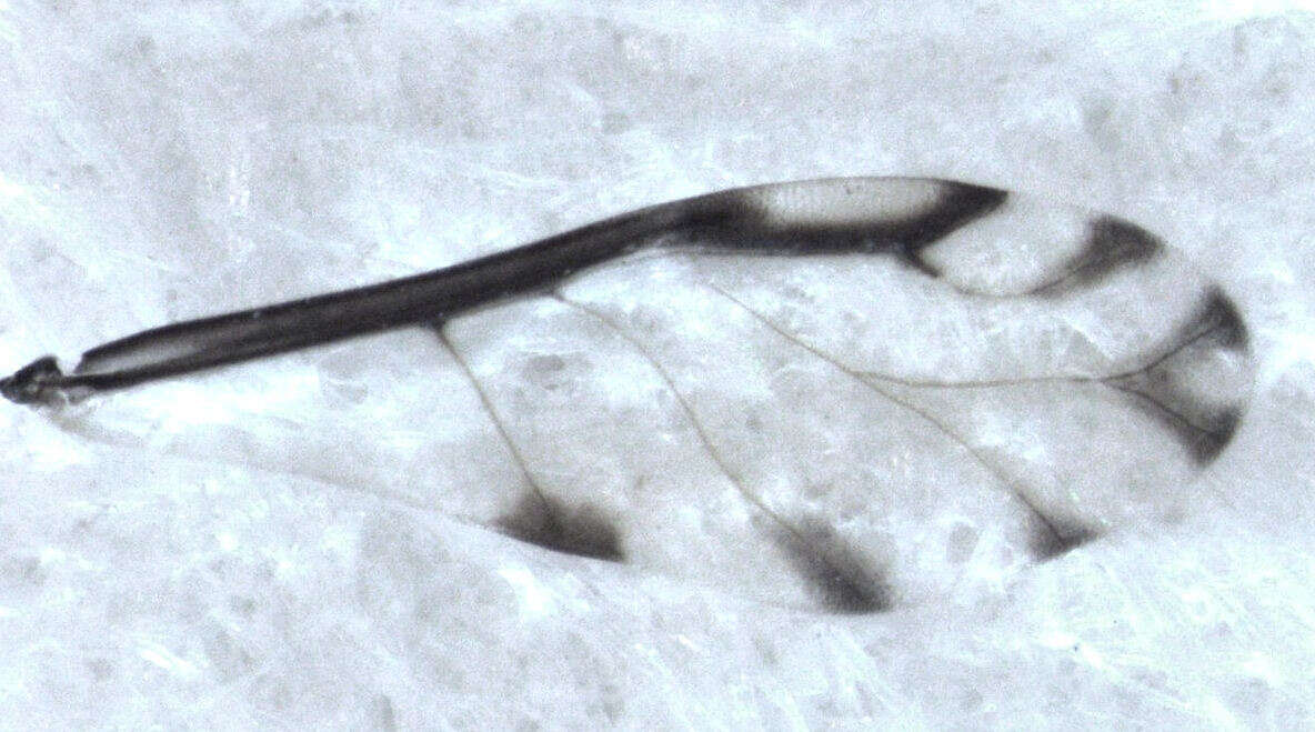 Image of Eucallipterus