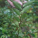 Image of Phyllanthus subcrenulatus F. Muell.
