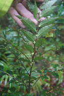 Image of Phyllanthus subcrenulatus F. Muell.