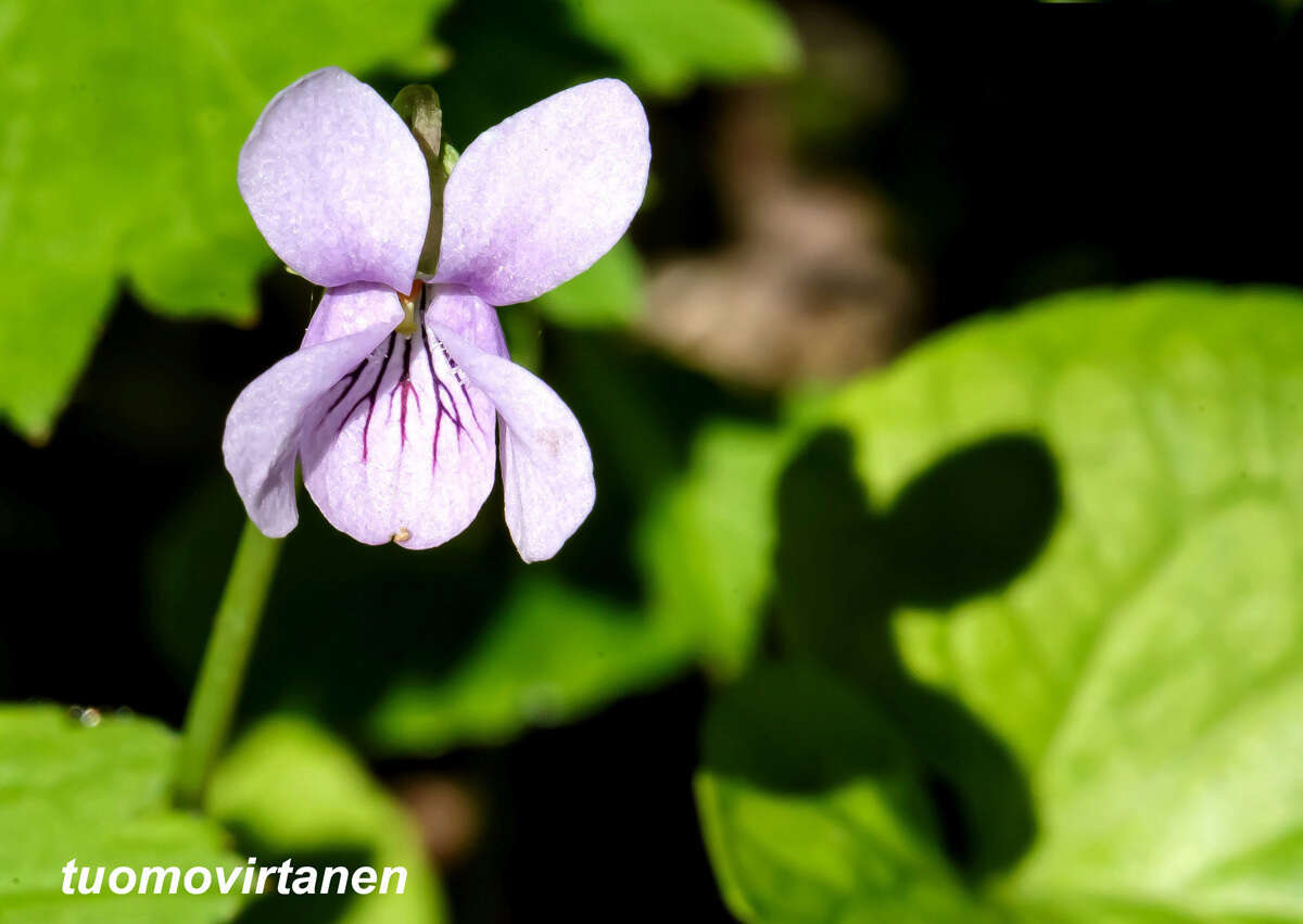 Image of marsh violet