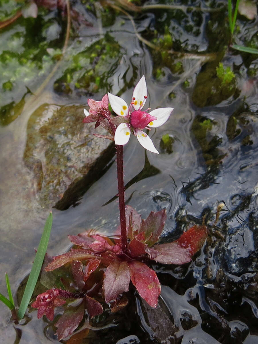 Plancia ëd Micranthes stellaris (L.) Galasso, Banfi & Soldano