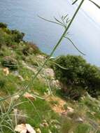 Image de Linaria microsepala A. Kerner