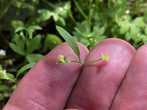 Image of delicate buttercup