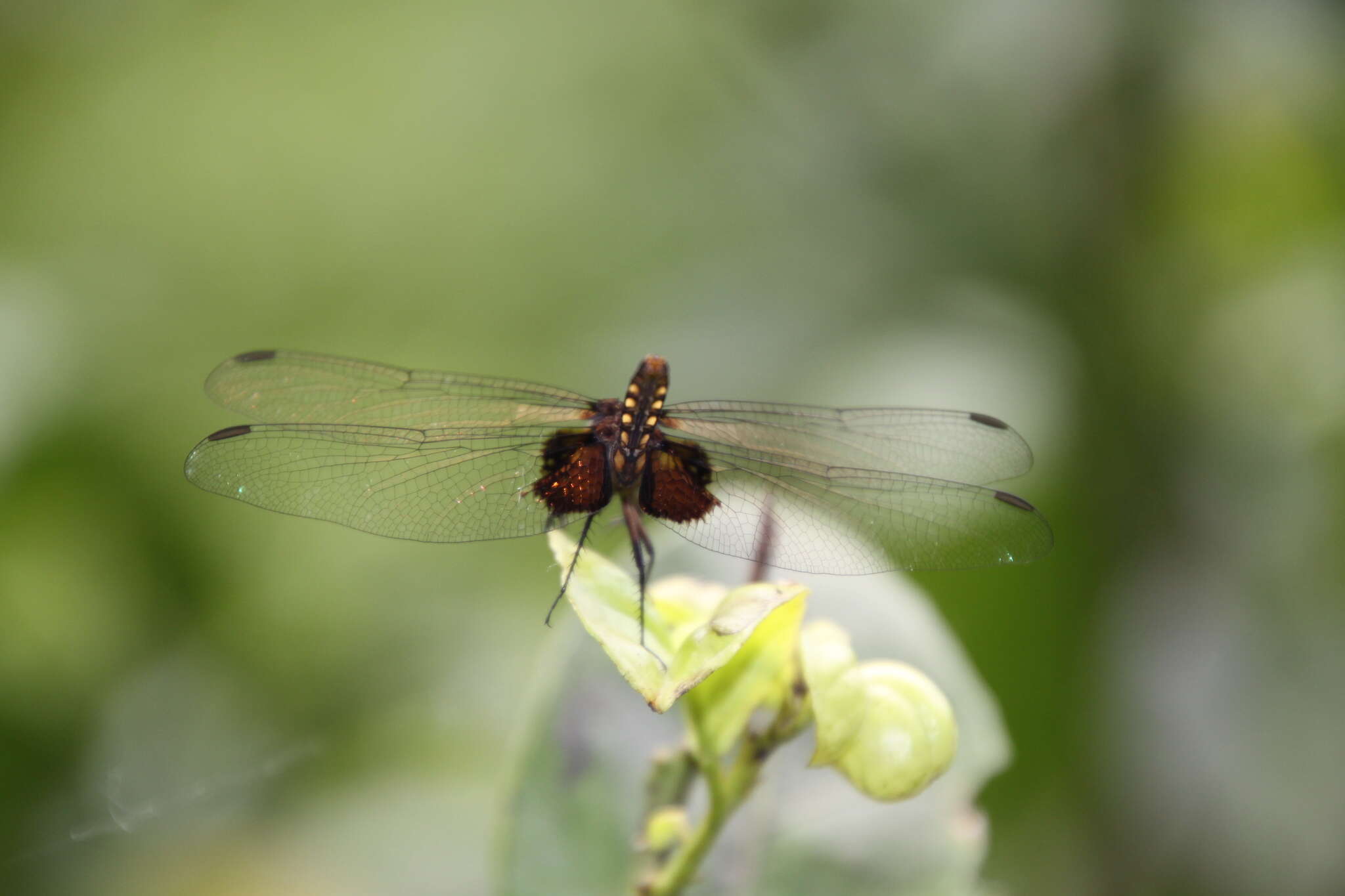 Image of Black Pondhawk