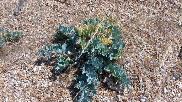 Image of sea kale