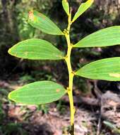 Image of Acacia complanata A. Cunn. ex Benth.