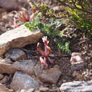 Image of Astragalus spruneri Boiss.