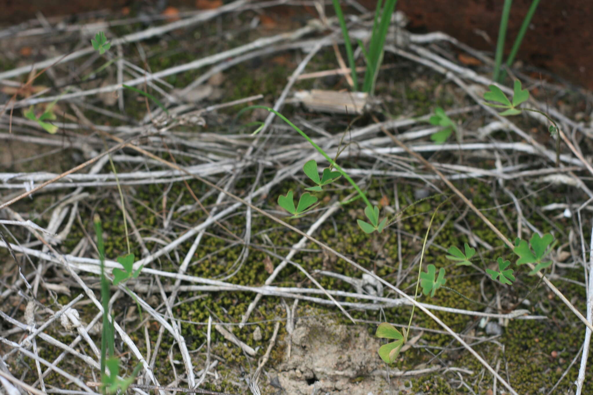 Image of Marsilea schelpeana Launert