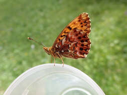 Image of <i>Boloria titania</i>