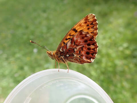 Image of <i>Boloria titania</i>