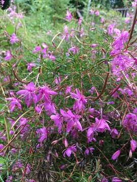 Image de Epilobium dodonaei Vill.