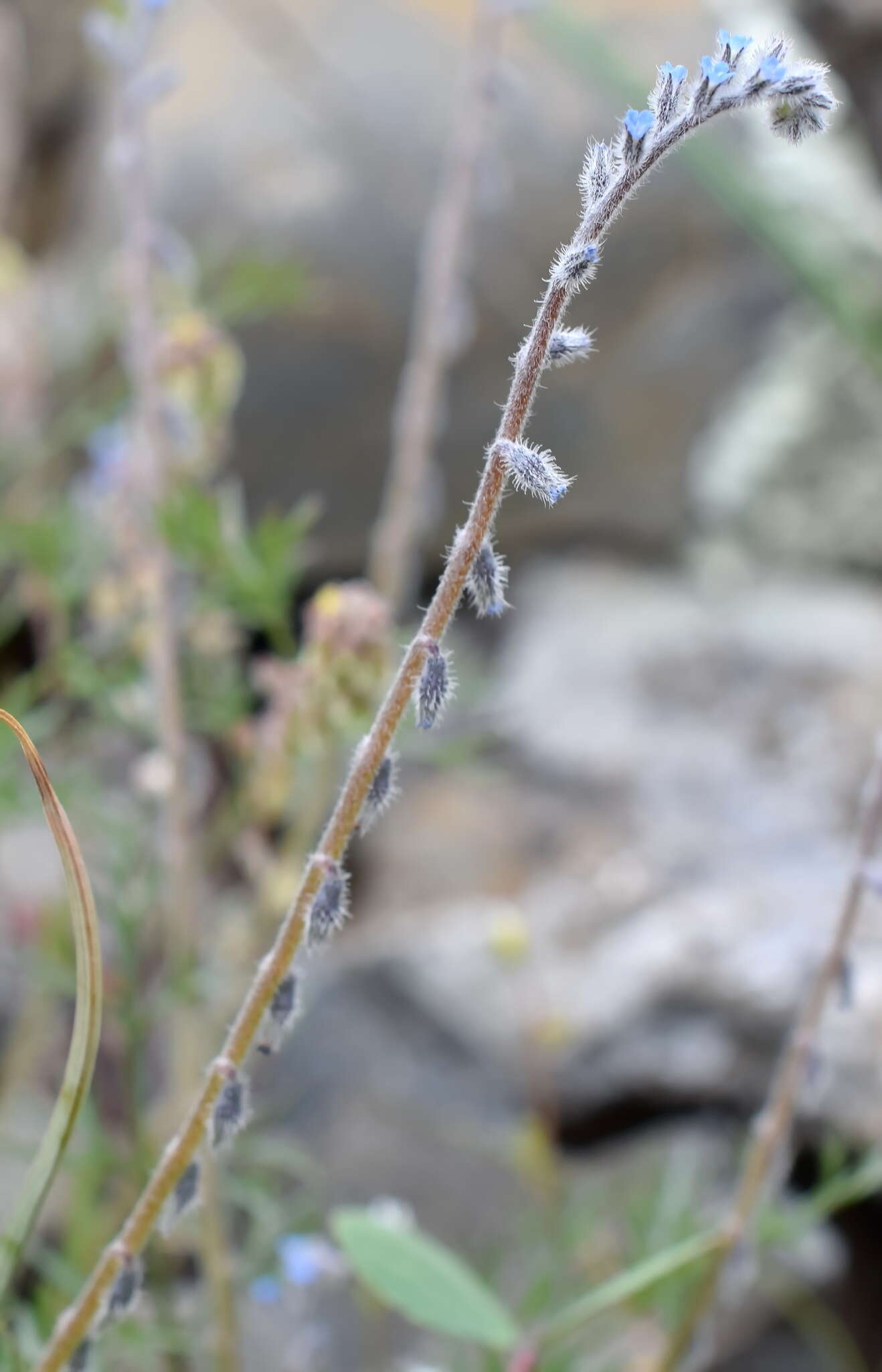 Image of Myosotis refracta Boiss.