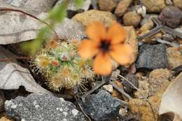 Image of Drosera platystigma Lehm.