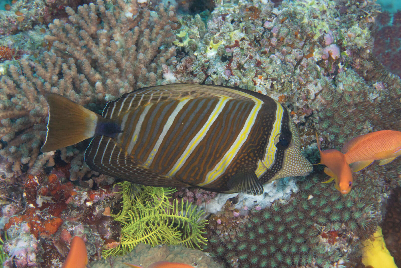 Слика од Zebrasoma veliferum (Bloch 1795)
