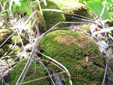 Image of montane dicranum moss