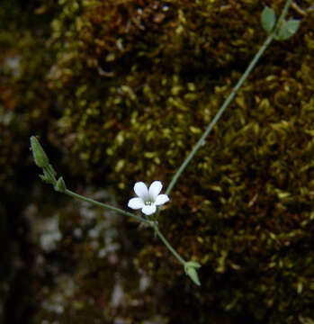 Image of Arenaria deflexa Decne.