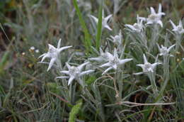 Image of Leontopodium campestre (Ledeb.) Hand.-Mazz.