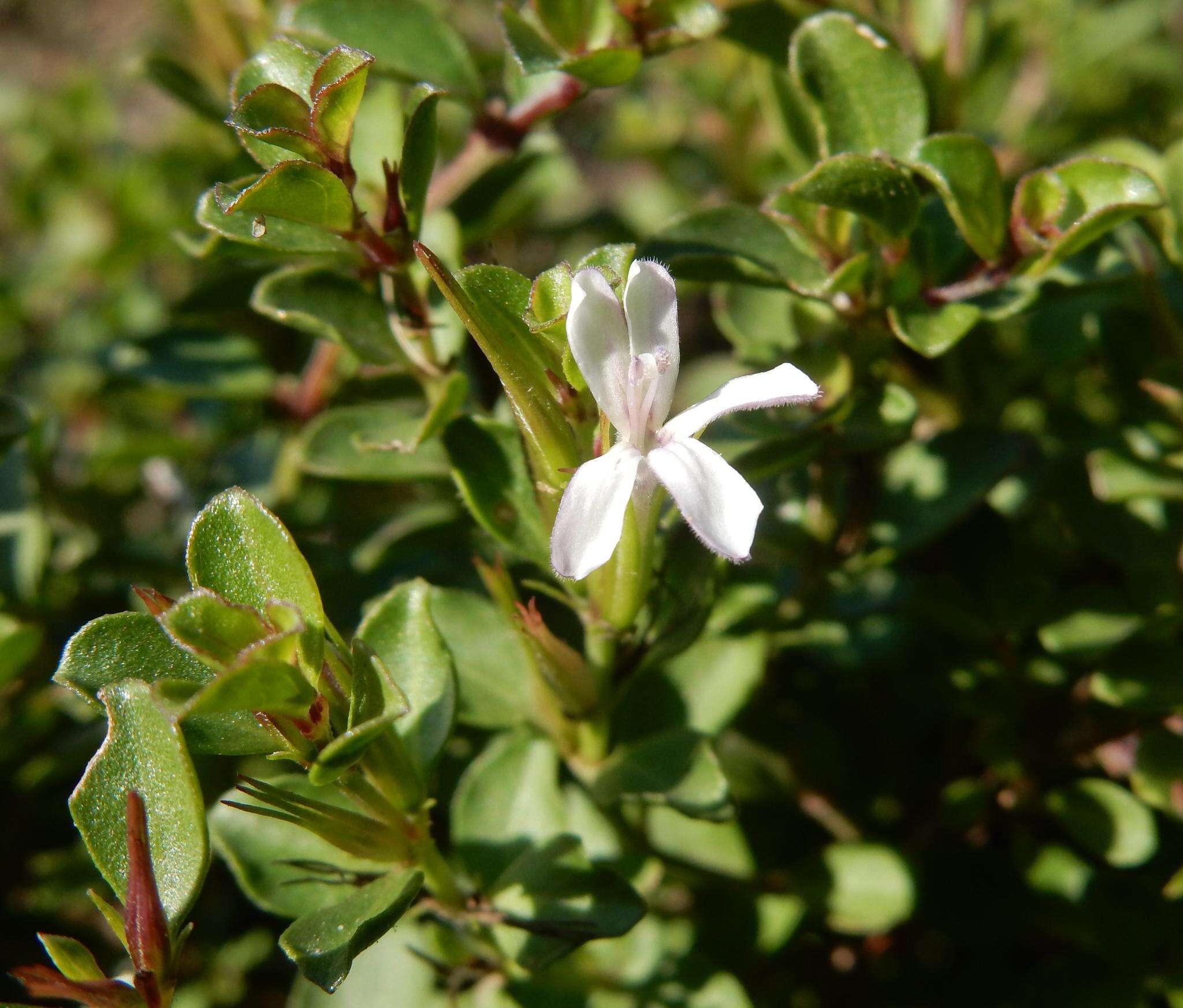 Image of Dyschoriste setigera (Pers.) J. C. Manning & Goldblatt