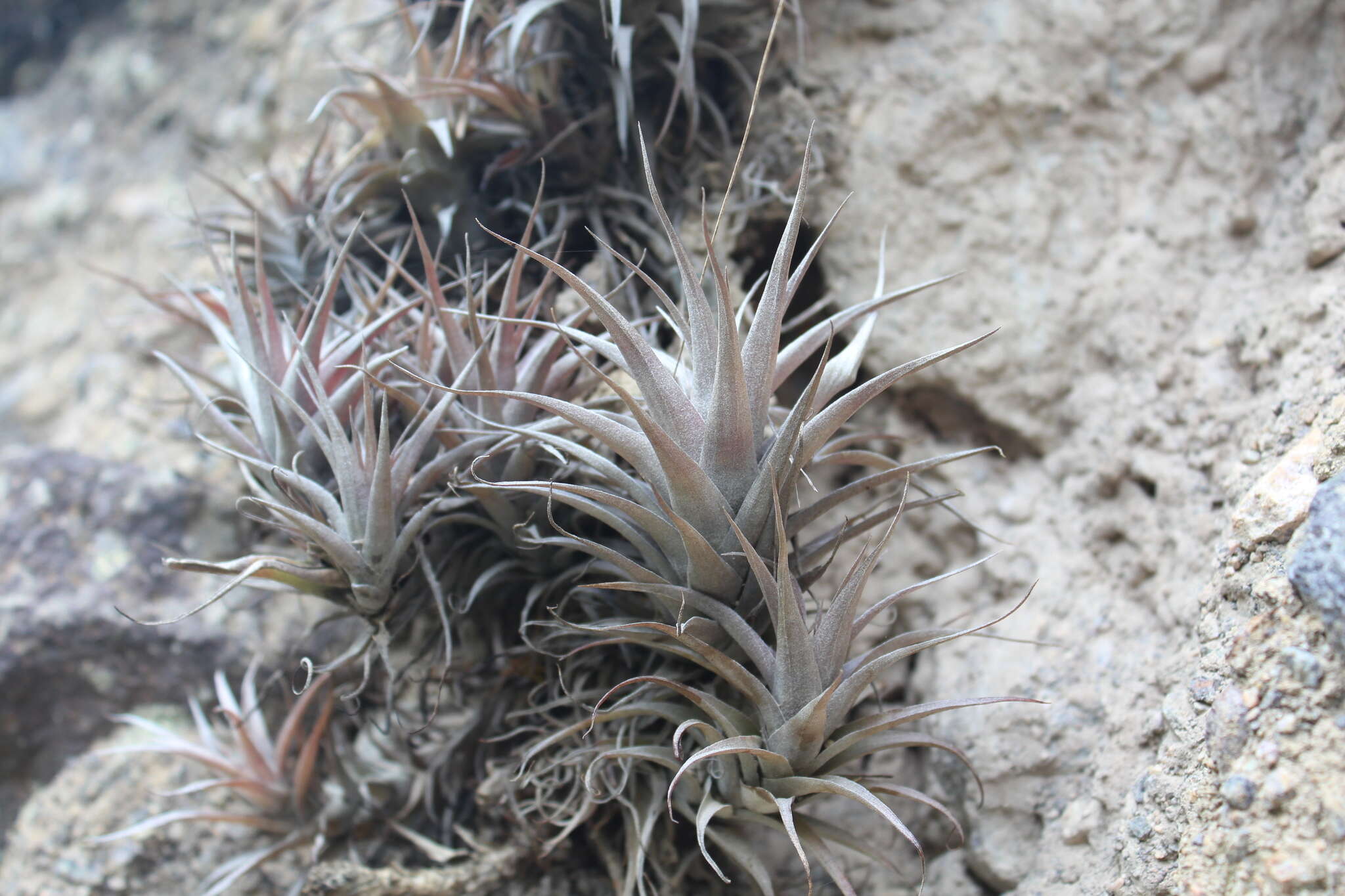 Image of Tillandsia nana Baker