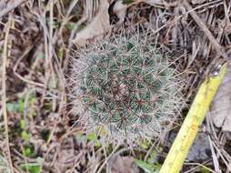 Image de Mammillaria discolor Haw.