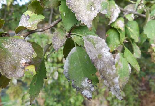 Image of Podosphaera fusca (Fr.) U. Braun & Shishkoff 2000