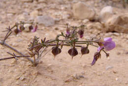 Image de Fagonia scabra Forsk.