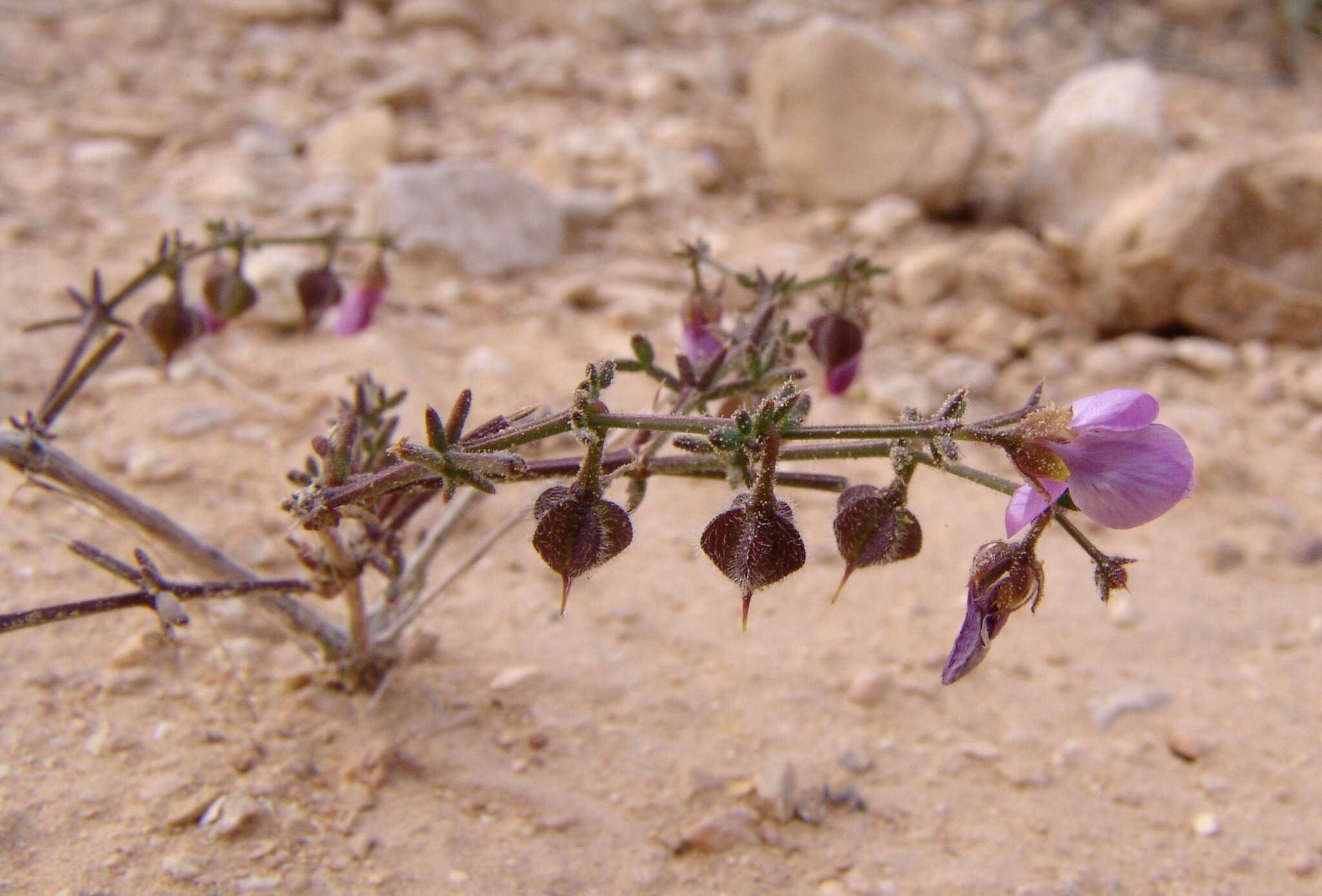 Image de Fagonia scabra Forsk.