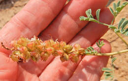 Image of Albuquerque prairie clover