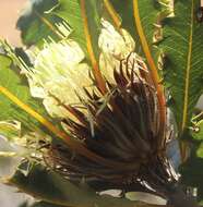 Image of Banksia obovata A. R. Mast & K. R. Thiele