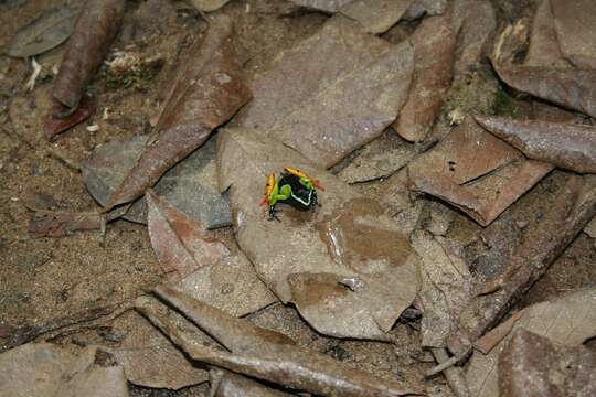 Image of Baron's Mantella