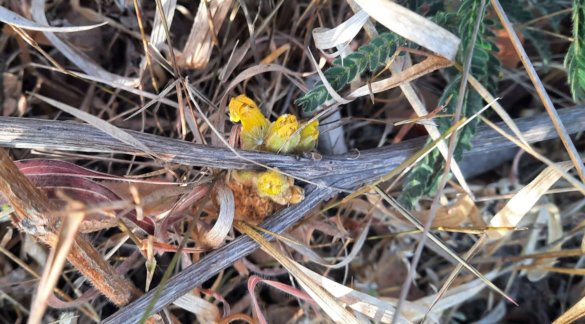 Image of Handroanthus coronatus (Proença & Farias) Farias