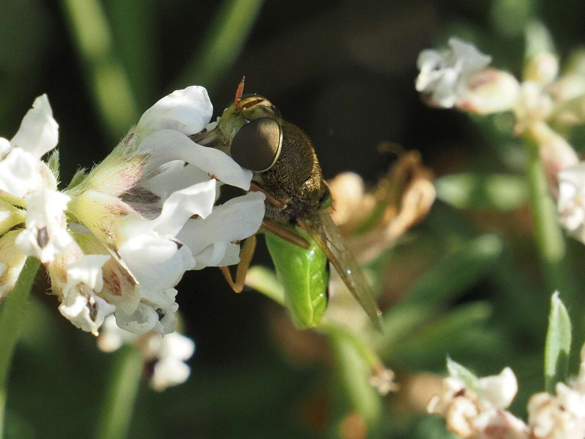 Imagem de Odontomyia angulata (Panzer 1798)