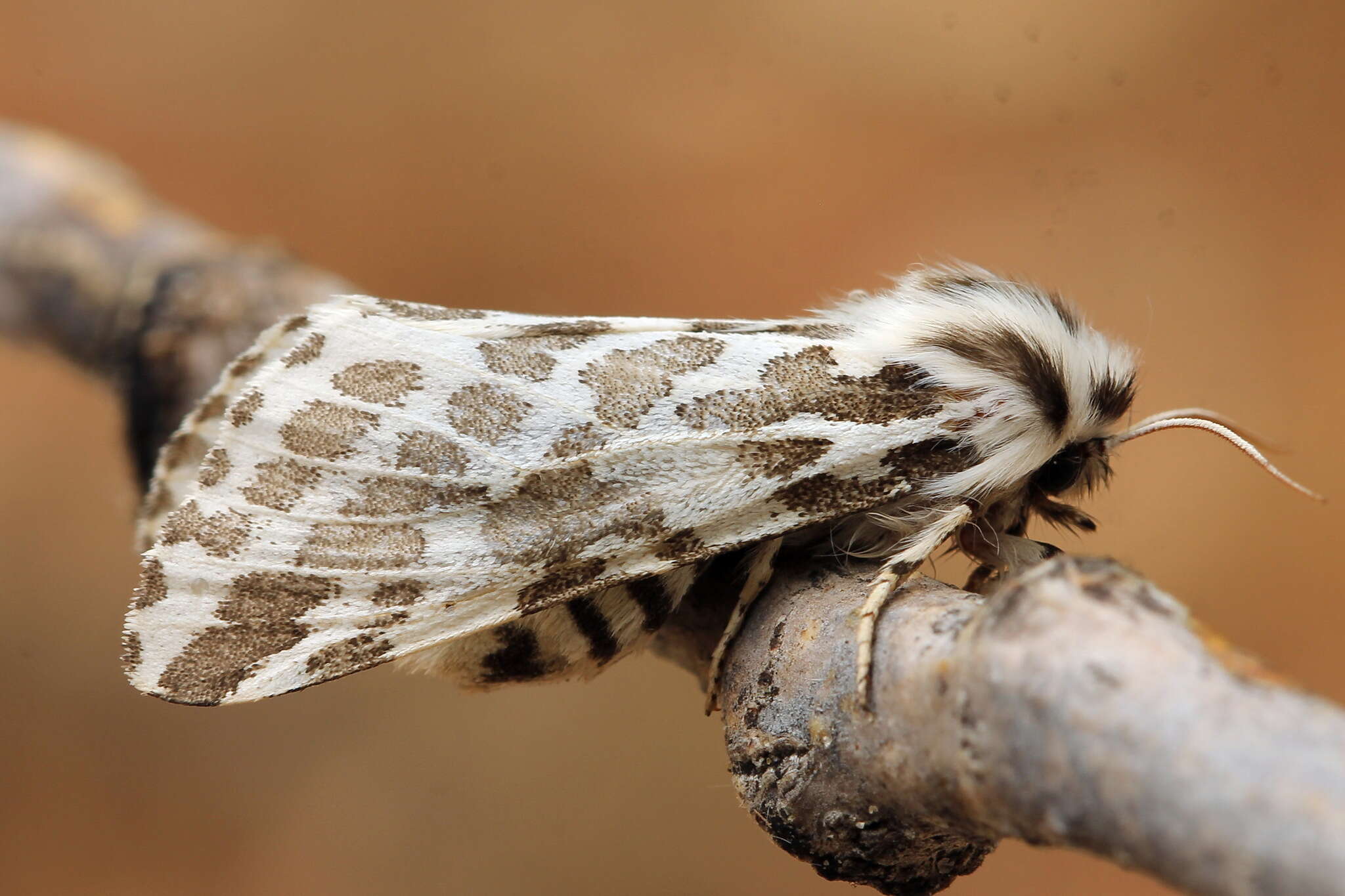 Plancia ëd Lacydes spectabilis (Tauscher 1806)